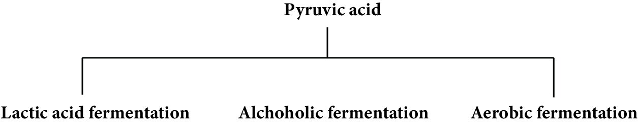 Types of Fermentation Pathways Chosen by Pyruvic Acid