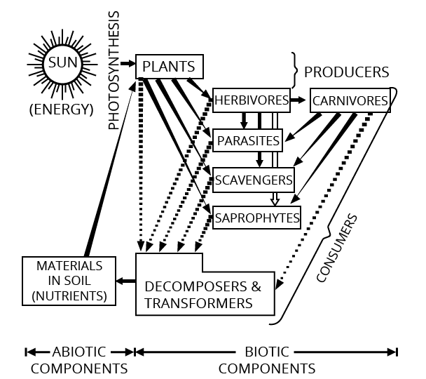 Ecosystem