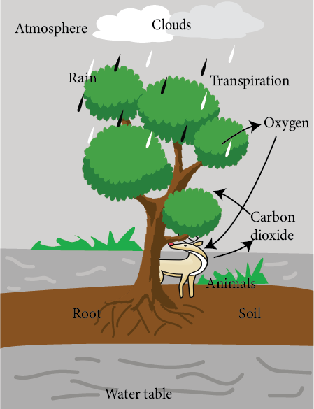 Atmospheric Components