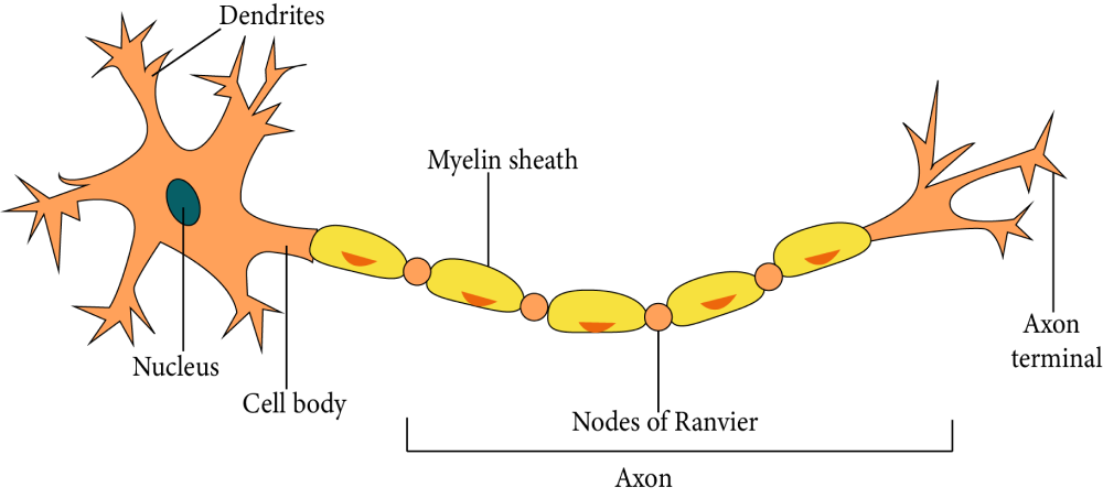 Earthworm