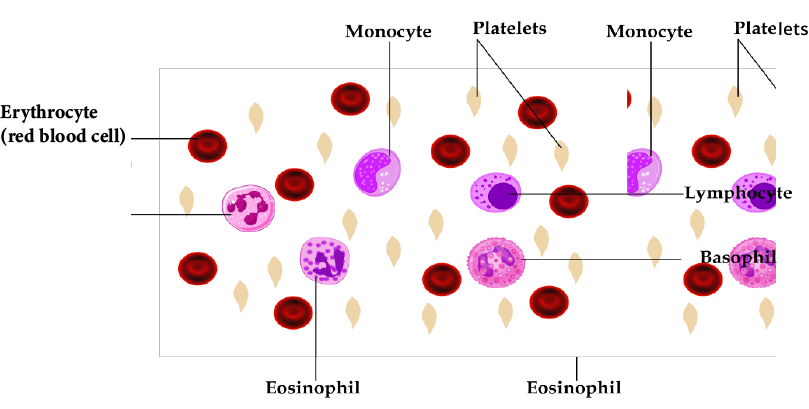 Skeletal, Smooth, and Cardiac muscles