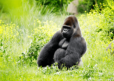 A Gorilla