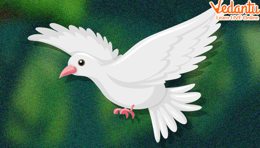 Dr. Dove
