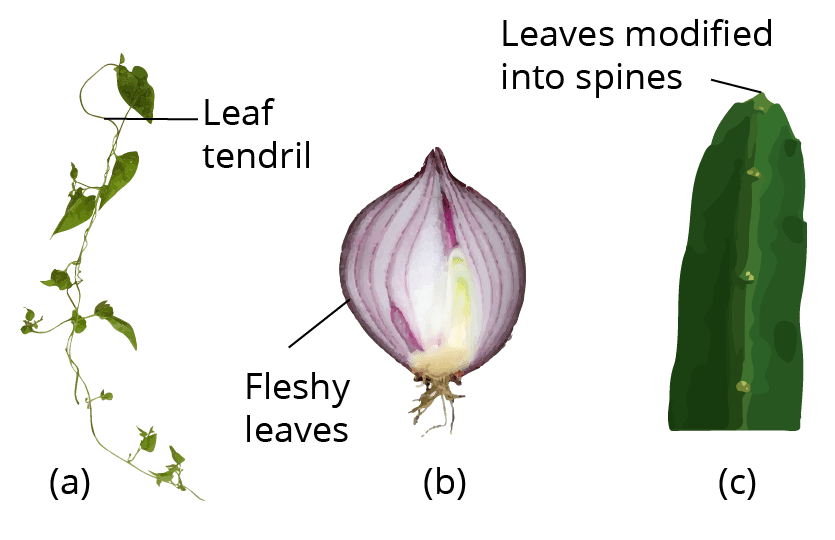 In this, the apex of the foliage turns into an elongation.