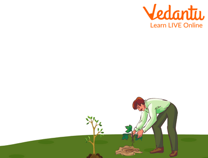 The Old Man Planting a Tree