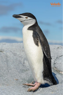 Chinstrap penguin