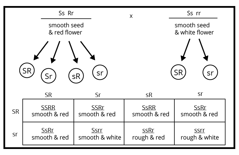 Cross between SsRr and Ssrr