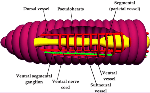 Excretory System of Earthworm