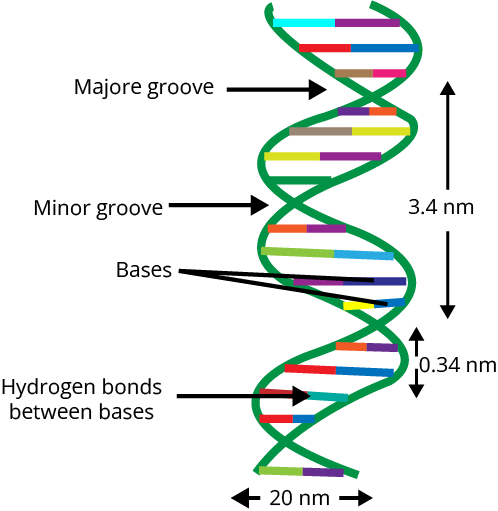 Structure of DNA