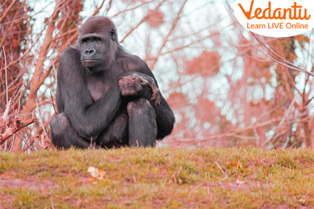 Gorilla
