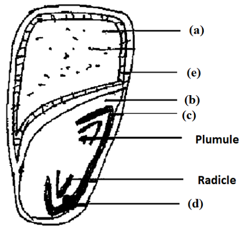 monocotyledonous seed for labeling