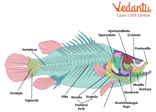 Fish Skeleton System