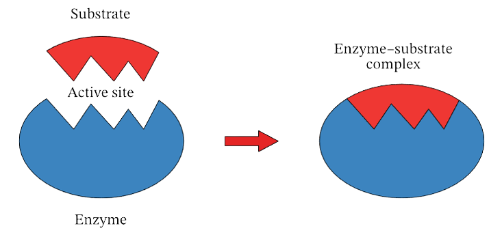 Enzyme <a href='https://elitestealsonly.com/chemistry/catalysis'>catalysis</a> depicting association of substrate with active site of enzyme
