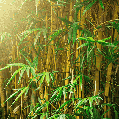 Bamboo Tree