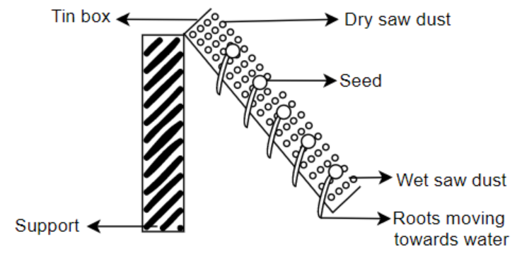 Experimental setup to demonstrate Hydrotropism