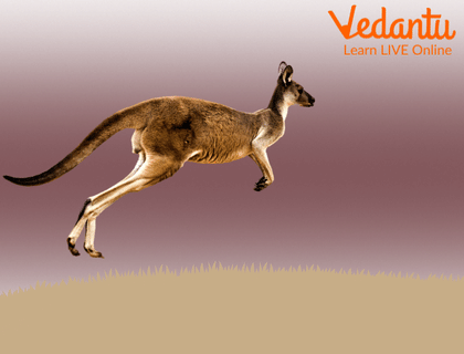 Kangaroos are Fast Movers