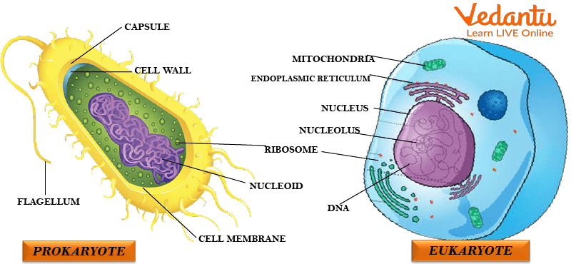 Eukaryote and Prokaryote