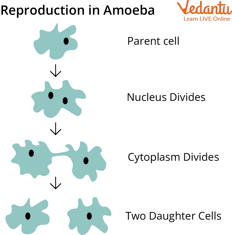 Reproduction in amoeba (Parent cell timer)