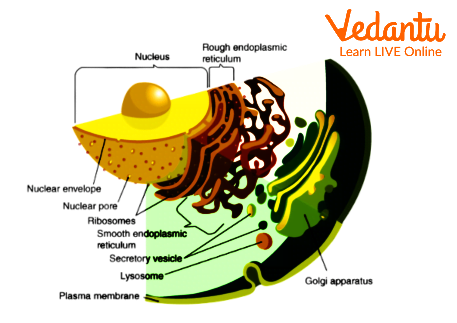 Endoplasmic Reticulum