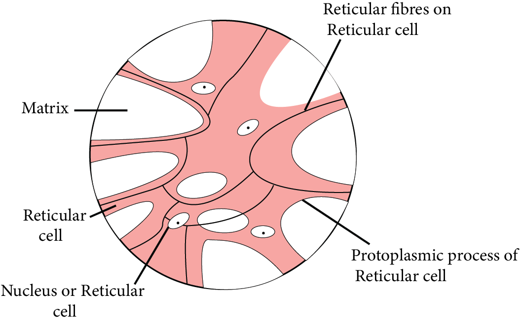 Tendon and Ligament