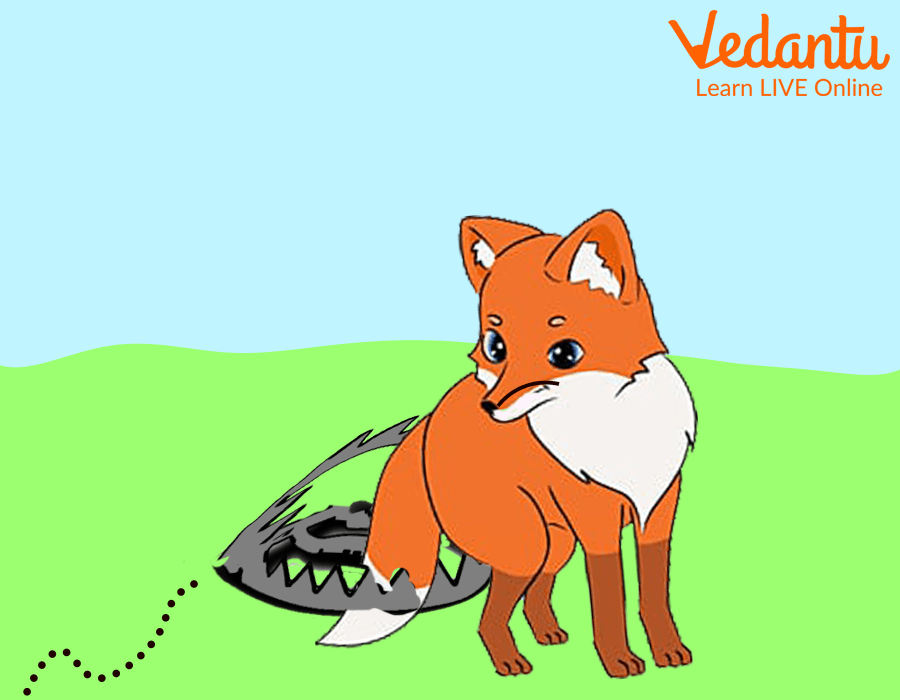 The Fox Fell into the Trap