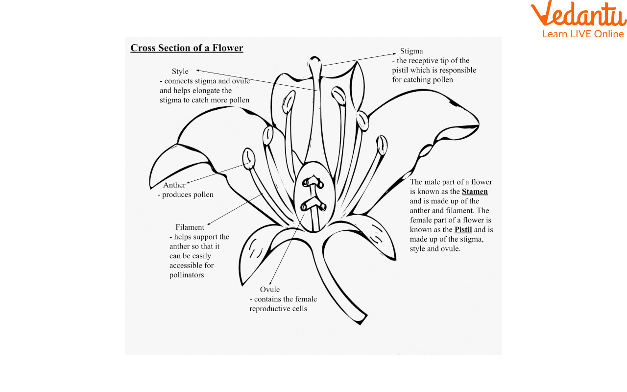Parts of a Flower
