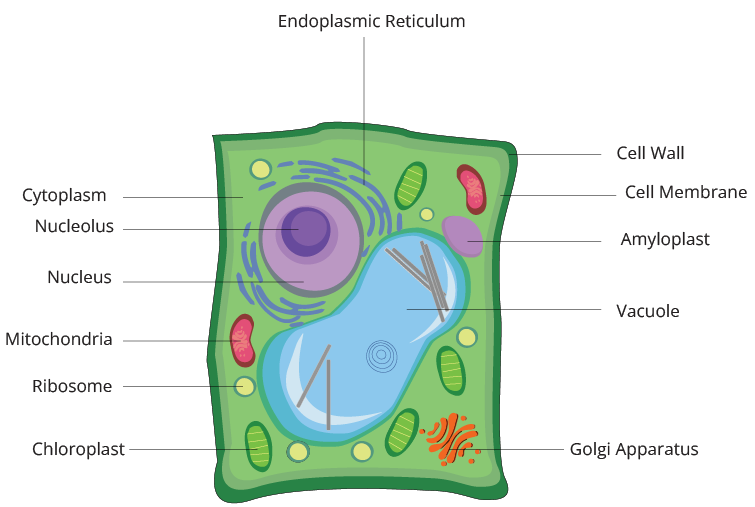 Plant Cell