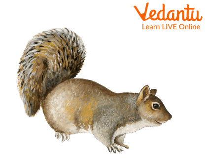 Squirrel