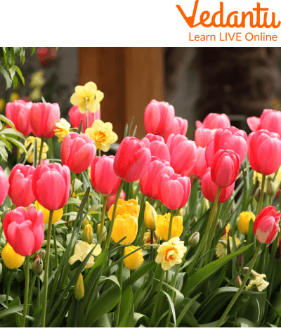 Spring Season Witnesses the Growth of Colourful Flowers