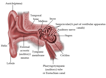 Structure of Ear