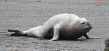 Southern Elephant seal