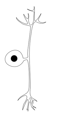 Pseudounipolar Neuron