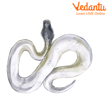 The White Snake