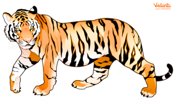 The Bengal Tiger