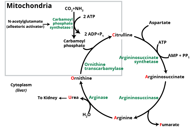 Urea Cycle