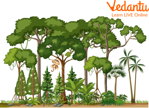 Rainforest