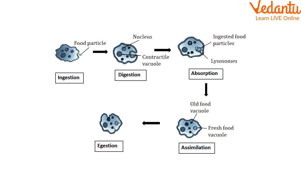 Digestion in Amoeba