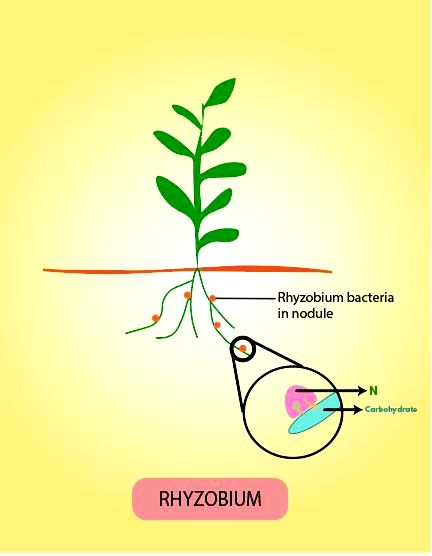 Nitrogen Fixation - Rhizobium