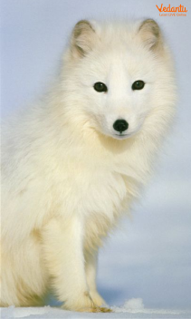 Arctic Fox