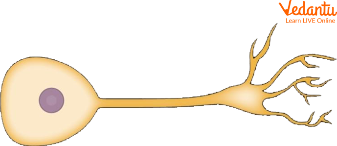 Unipolar Neuron
