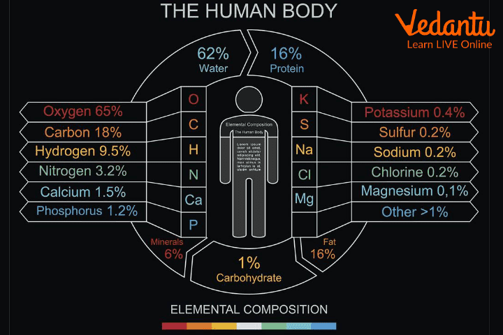 Human Body Made up of Molecules