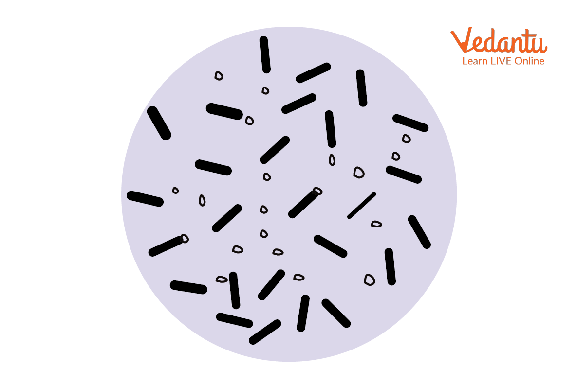 Gram Stain Results in Gram-positive Bacteria