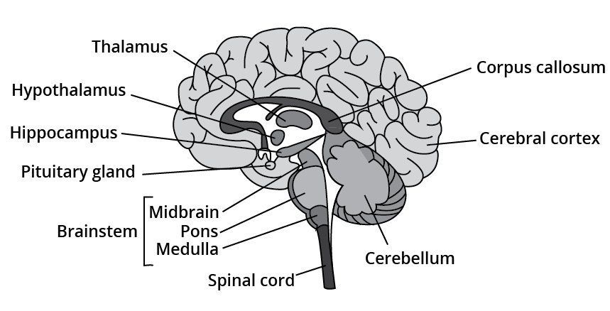 Central Nervous System