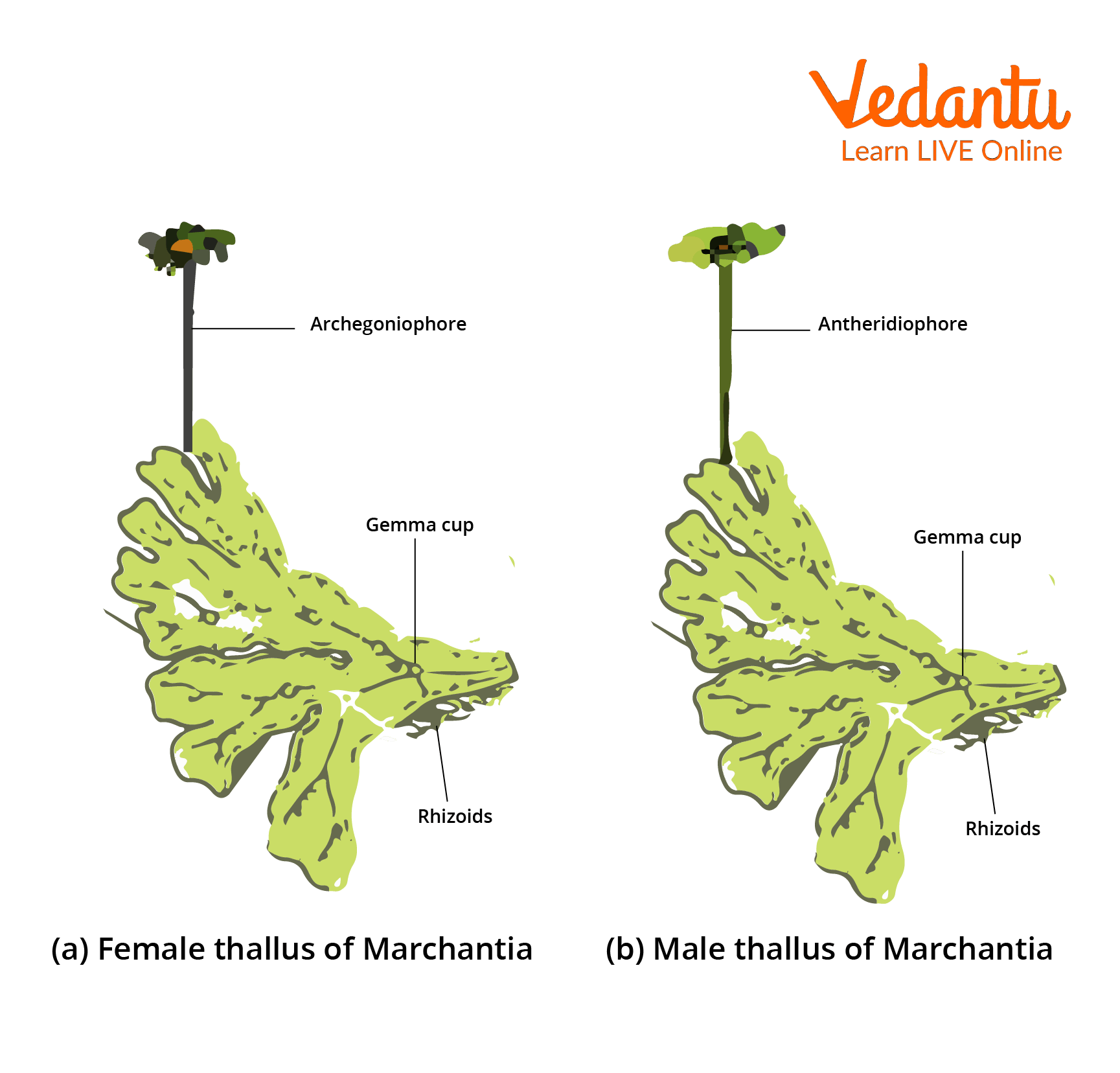 Marchantia diagram