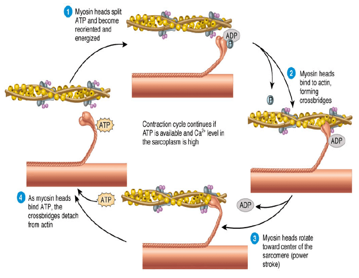 Sliding Filament Theory