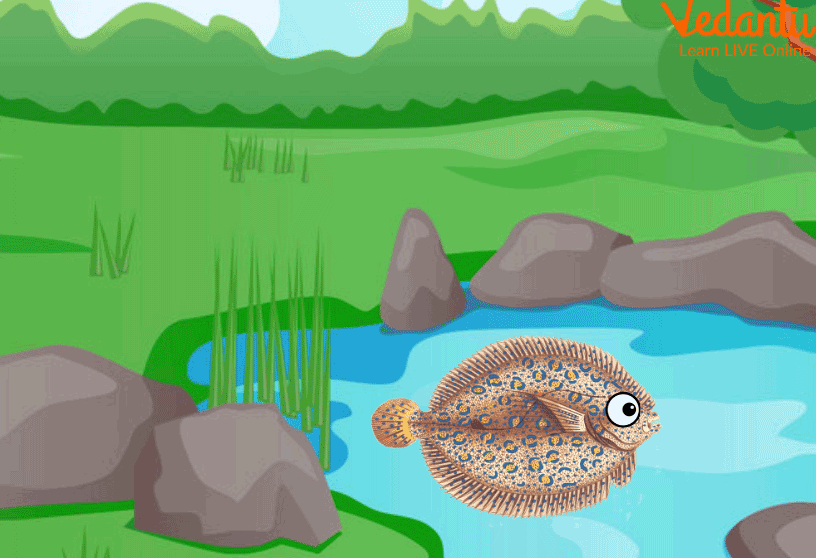 Flounder