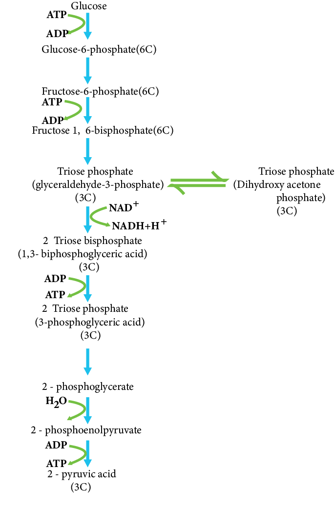 Process of Glycolysis