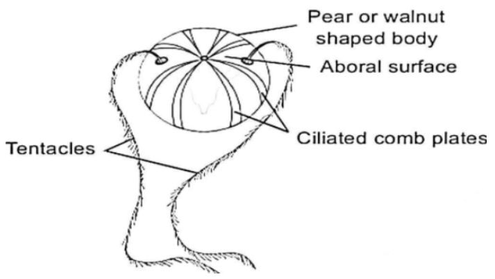 Representation of Ctenophora.