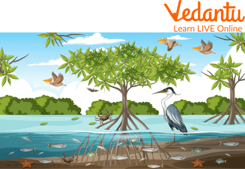 Wetlands
