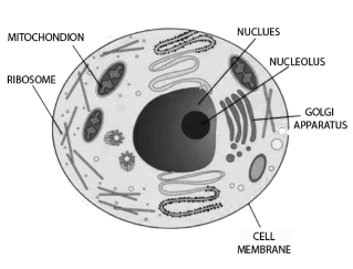 Animal Cell